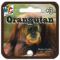 ORANGUTAN - MERCIER TOYS - MTC SQUARE 20X16mm + 1X25mm (FACE)